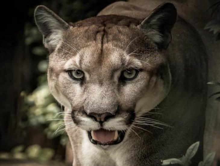 Niño oaxaqueño muere tras ser atacado por un puma mientras trabajaba en el campo