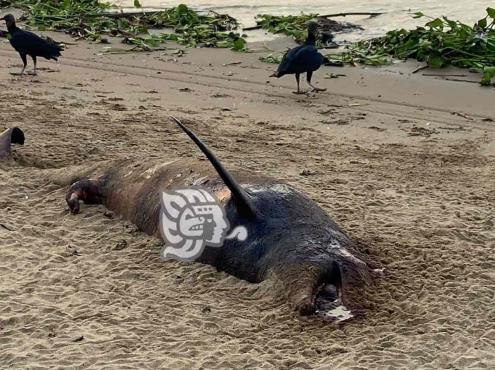 Aparece delfín muerto en playas de zona rural en Coatzacoalcos