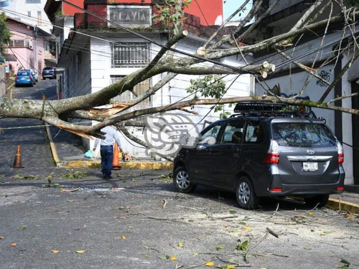 Cae rama sobre camioneta en parque Los Berros, en Xalapa