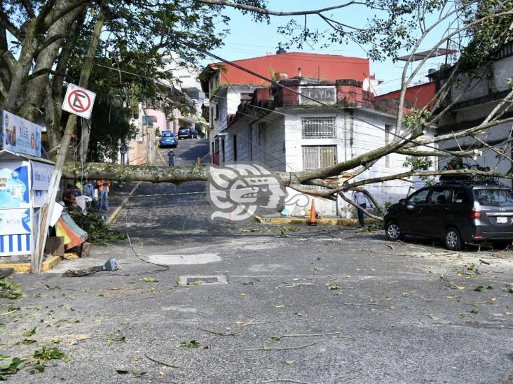 Cae rama sobre camioneta en parque Los Berros, en Xalapa