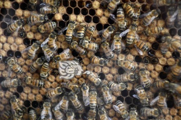 Día Nacional de las Abejas; en México, casi 2 mil especies peligran