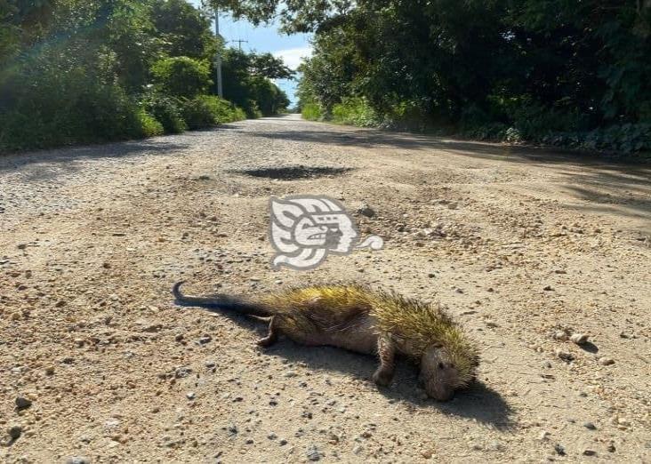 Arrollan y matan a puercoespín en la carretera Hidalgotitlán-Minatitlán