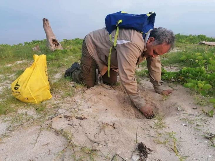 En zona norte, resguardan más de 15 mil huevos de tortugas