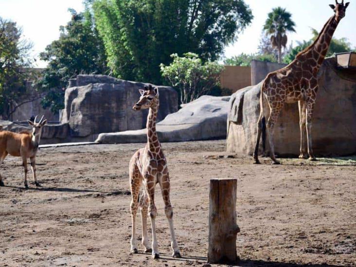 Abre Sedema convocatoria para elegir nombre de jirafa nacida en Zoológico de Aragón