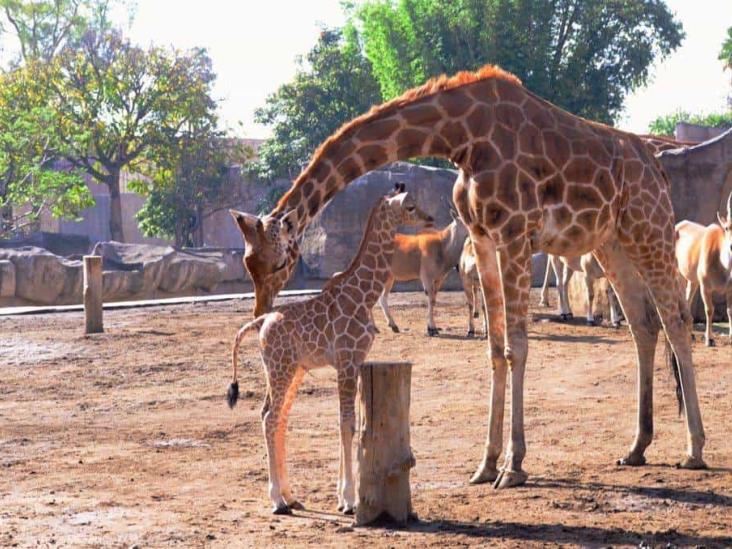 Abre Sedema convocatoria para elegir nombre de jirafa nacida en Zoológico de Aragón