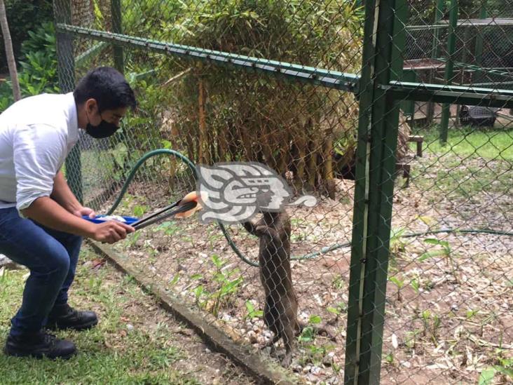 Jaguaroundi, alternativa de familias para alejarse de pandemia