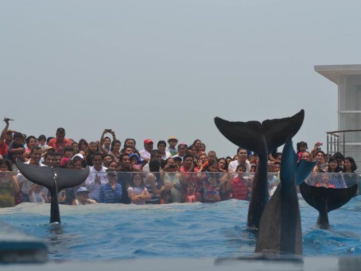 Sacan delfines del Acuario de Veracruz