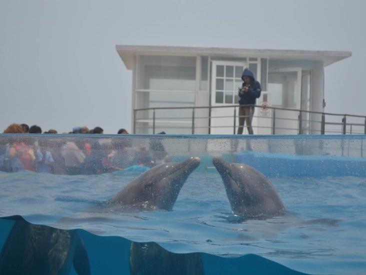 Sacan delfines del Acuario de Veracruz