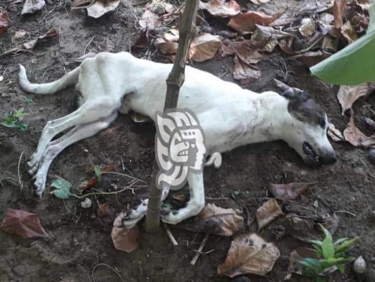 Envenenan a perros y gatos callejeros en colonia de Coatzacoalcos