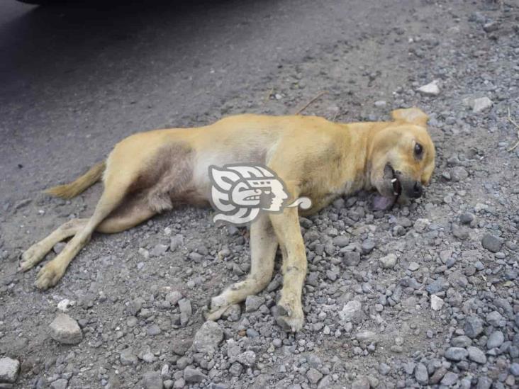 Pierde el control  y mata a perro en la carretera federal Veracruz-Xalapa