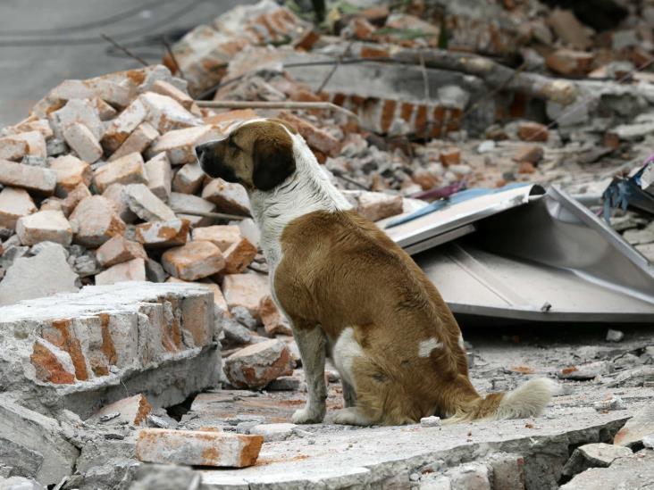 Abandona EU a decenas de perros de trabajo en Afganistán