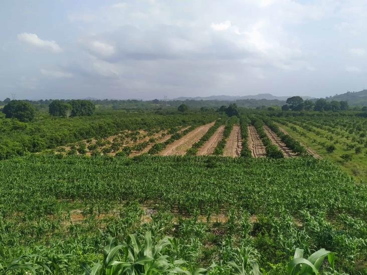 Campesinos de Coatzintla, aún a la espera de apoyos por ‘Grace’