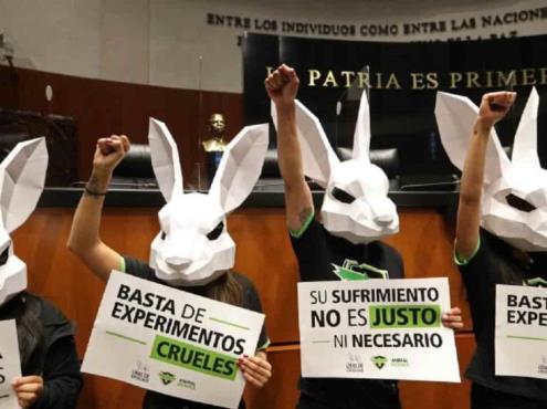 Gran paso, prohibir animales en experimentos cosméticos: animalistas de Veracruz