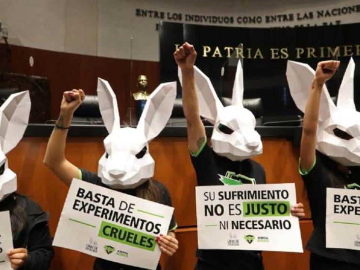 Gran paso, prohibir animales en experimentos cosméticos: animalistas de Veracruz