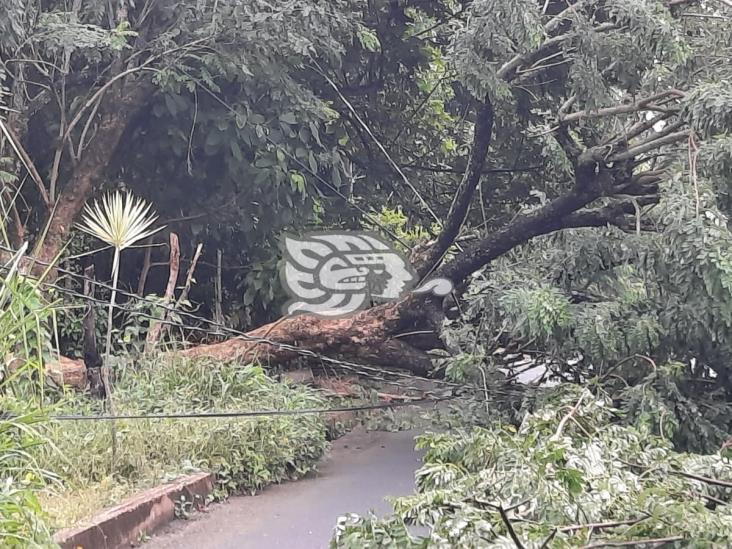 Tormenta eléctrica tiró árboles y cables de alta tensión en Nanchital