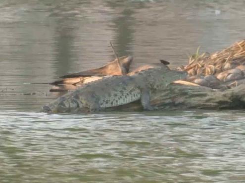 Se adueña cocodrilo de Laguna Malibrán en Veracruz