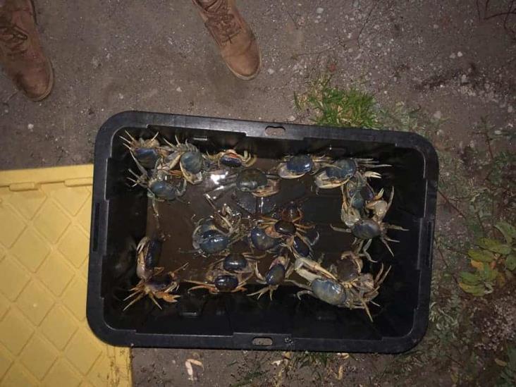Prisión por captura del cangrejo azul