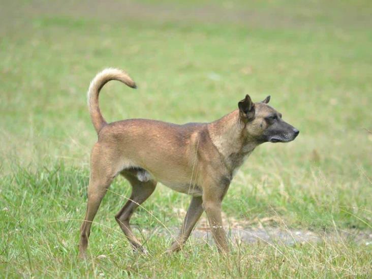 Van 37 agresiones caninas en Veracruz, reporta Protección Animal