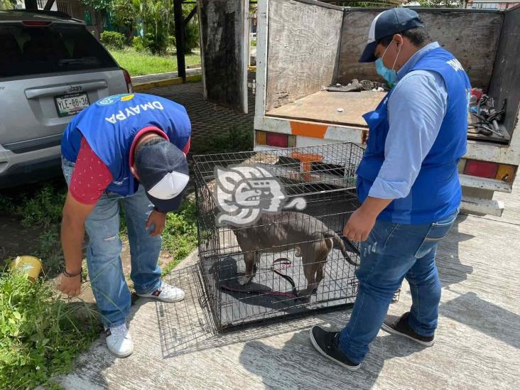 Más de 50 ataques de pitbulls se registran en Ciudad de Veracruz