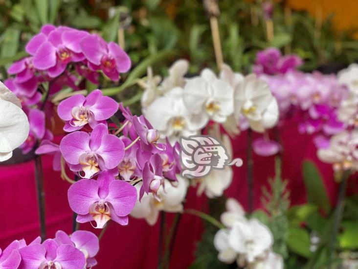 Del 17 al 19 de septiembre, Expo venta de orquídeas en Xalapa