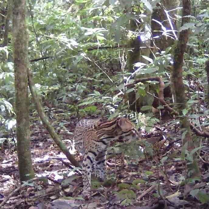 Ambientalistas captan imagen de ocelote en la sierra de Zongolica