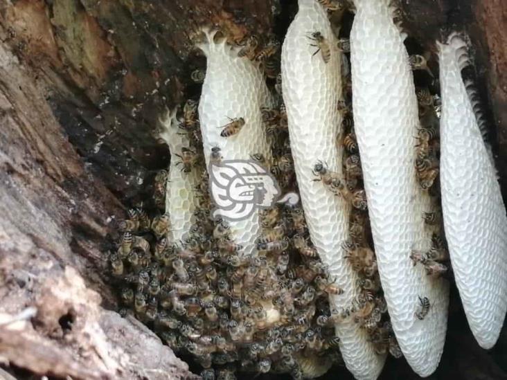 Retiran dos colmenas de abejas de instalaciones de Quetzalli