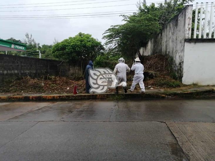 Empleados del ayuntamiento de Ixhuatlán sufren picaduras de abejas