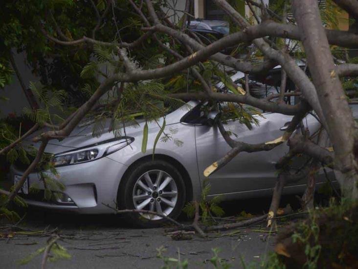 Cae árbol sobre vehículo tras fuerte rachas de vientos