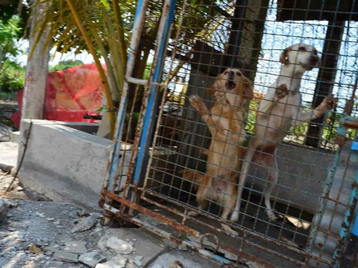 Maltrato, asesinato y crueldad animal serán castigados con cárcel en Veracruz
