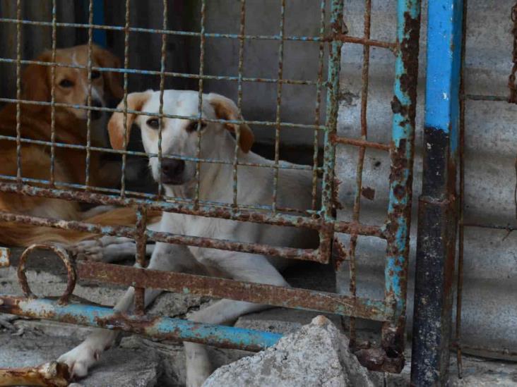 Maltrato, asesinato y crueldad animal serán castigados con cárcel en Veracruz