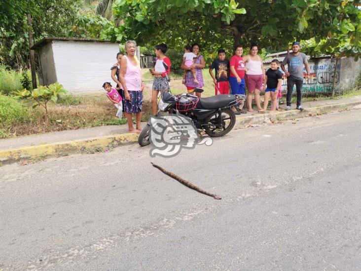 Fluyen animales rastreros por temporada de lluvias en Ixhuatlán