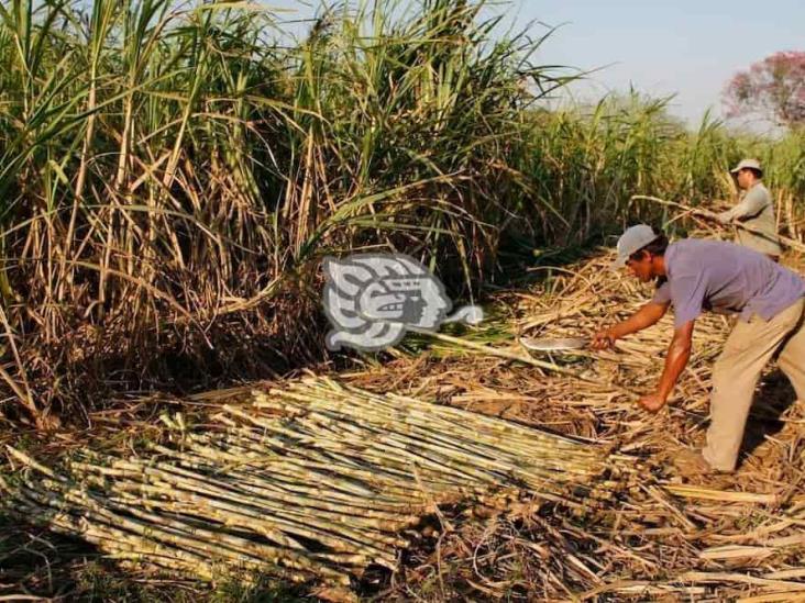 Gracias a “sembrando vida”, empezó la zafra de caña en sierra sur de Veracruz