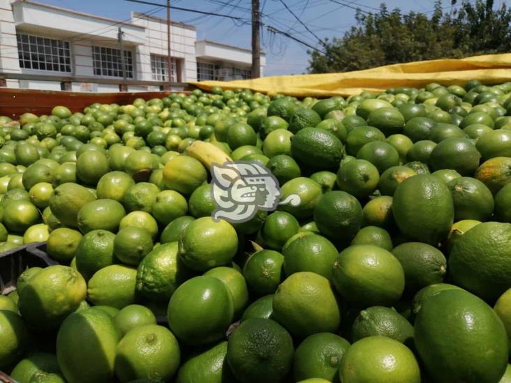 Limón Persa se oferta a 4 kilos por 20 pesos en Coatzacoalcos