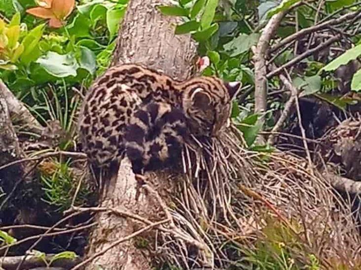 Capturan imagen de cría de tigrillo en reserva de Zongolica; piden cuidar especies