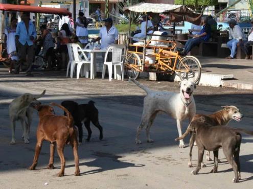 En este municipio prohibirán dar de comer a los ‘lomitos’ callejeros