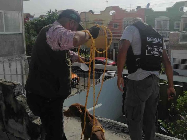 Asociación rescata a perrito maltratado en Río Medio 3