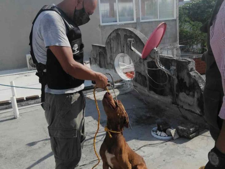 Asociación rescata a perrito maltratado en Río Medio 3