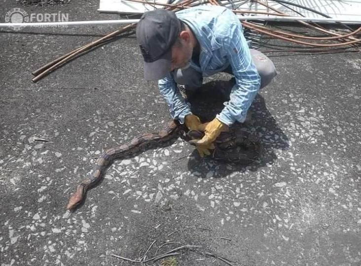 En Fortín, aseguran a dos boas localizadas en el techo de una vivienda