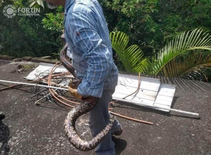 En Fortín, aseguran a dos boas localizadas en el techo de una vivienda