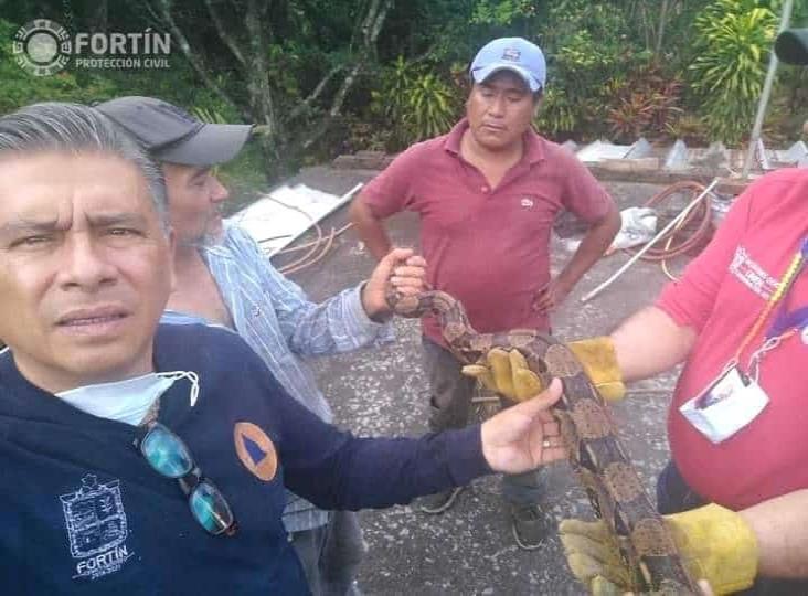 En Fortín, aseguran a dos boas localizadas en el techo de una vivienda