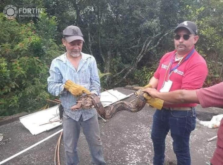 En Fortín, aseguran a dos boas localizadas en el techo de una vivienda