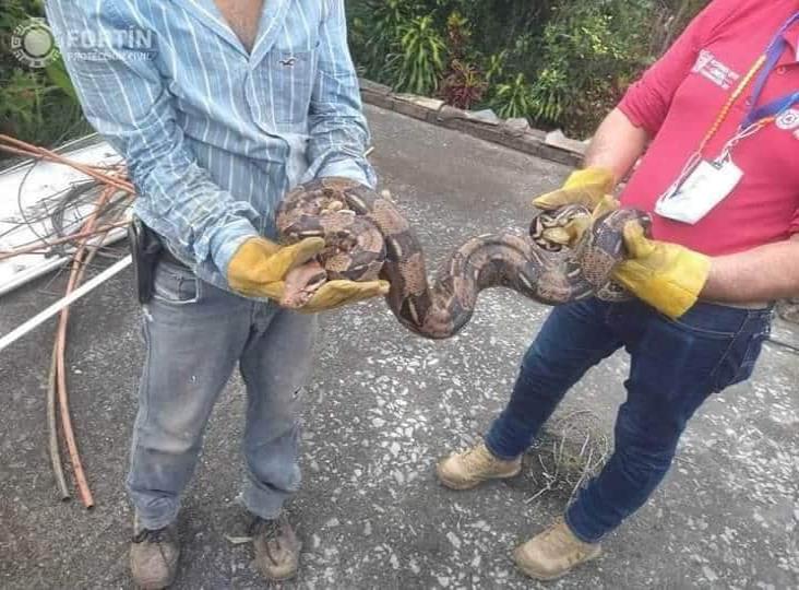 En Fortín, aseguran a dos boas localizadas en el techo de una vivienda