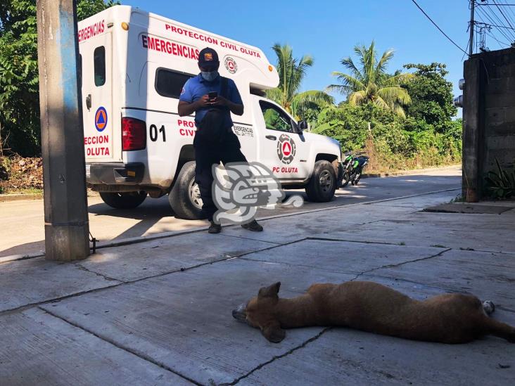 Masivo envenenamiento de perros y gatos en Oluta y Acayucan 