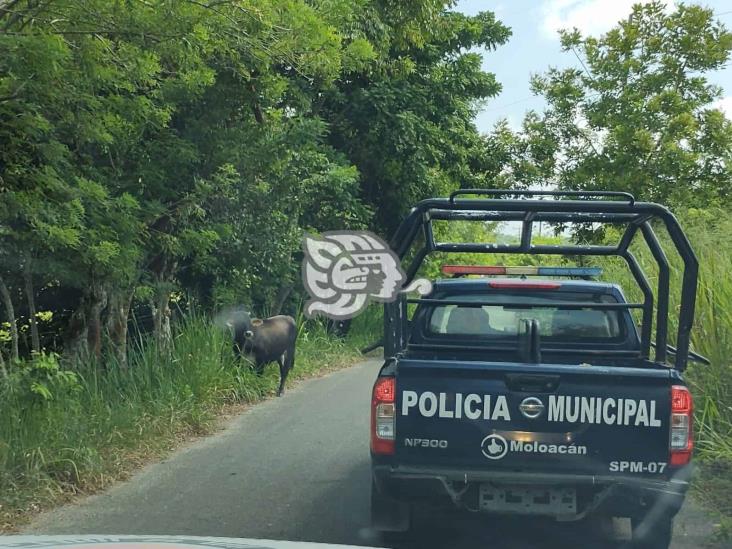 Ganado representa peligro para conductores en Moloacán