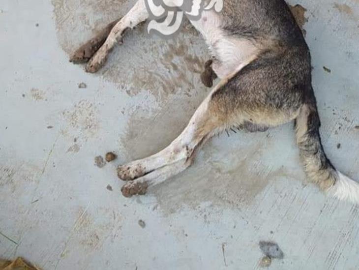 No hay investigación tras matanza de mascotas en Oluta