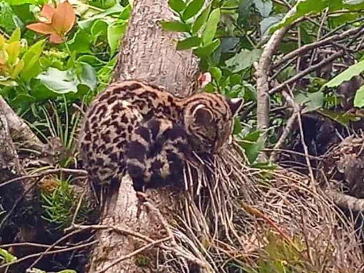 Piden a habitantes de Orizaba no comercializar fauna silvestre