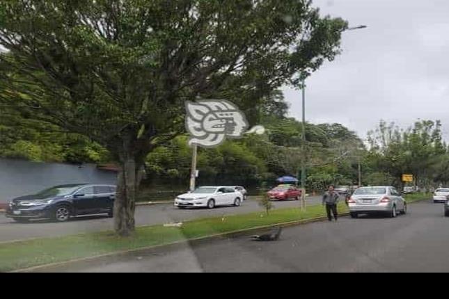 Bache tumba defensa a carro en avenida Arco Sur; problema sin resolver en Xalapa