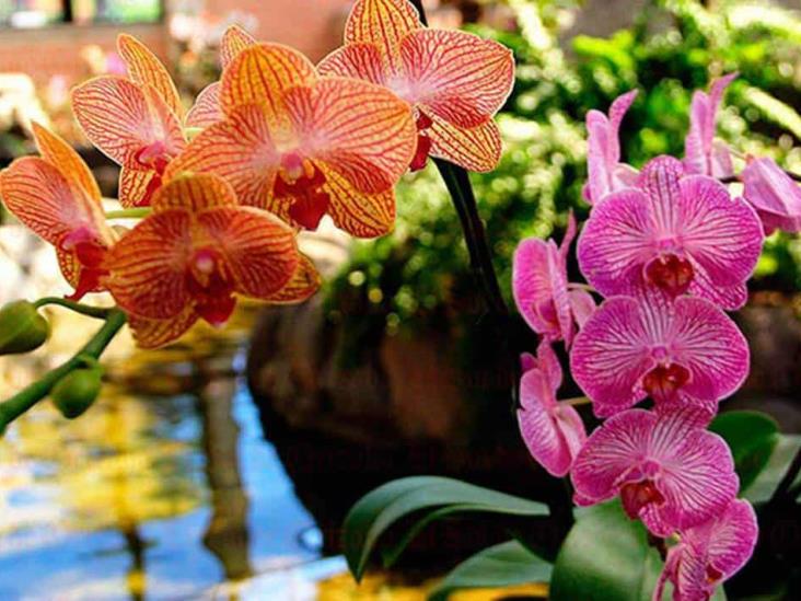 Anuncian Festival Orquídeas de la Montaña en Totutla