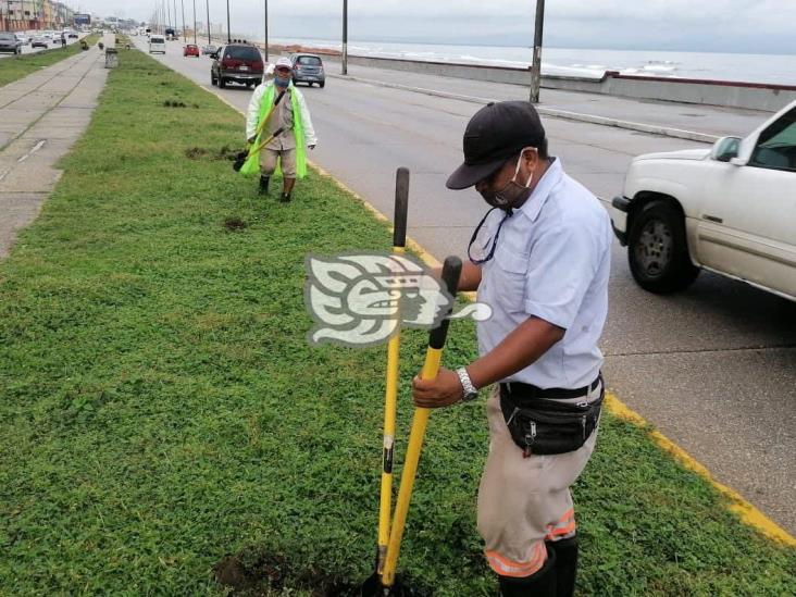 Colocan plantas florales en el Malecón de Coatzacoalcos