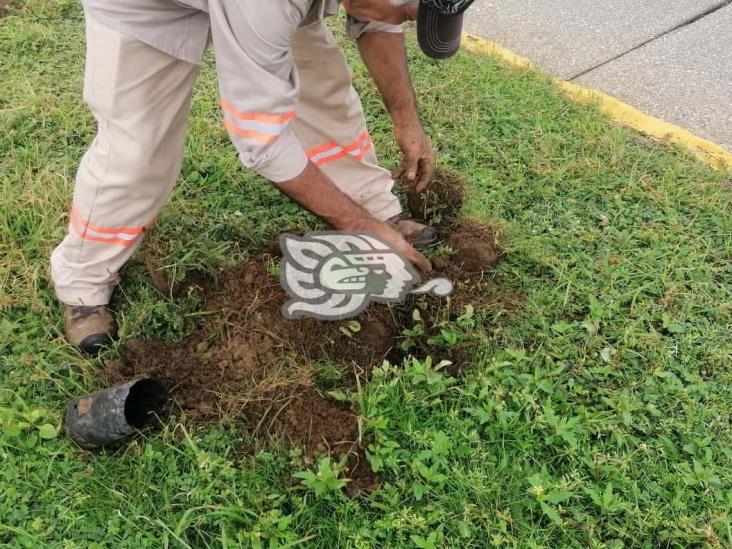 Colocan plantas florales en el Malecón de Coatzacoalcos